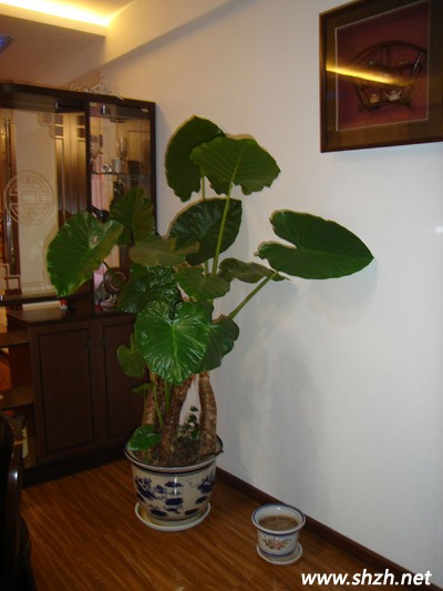 家居財(cái)位擺放滴水觀音可招財(cái)