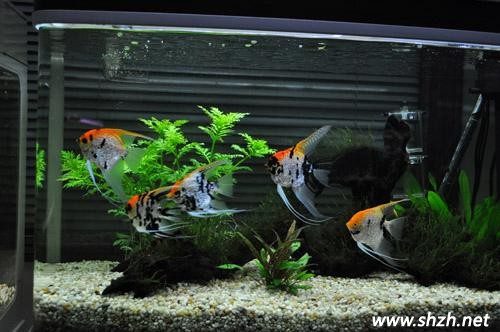 辦公室養(yǎng)魚風水